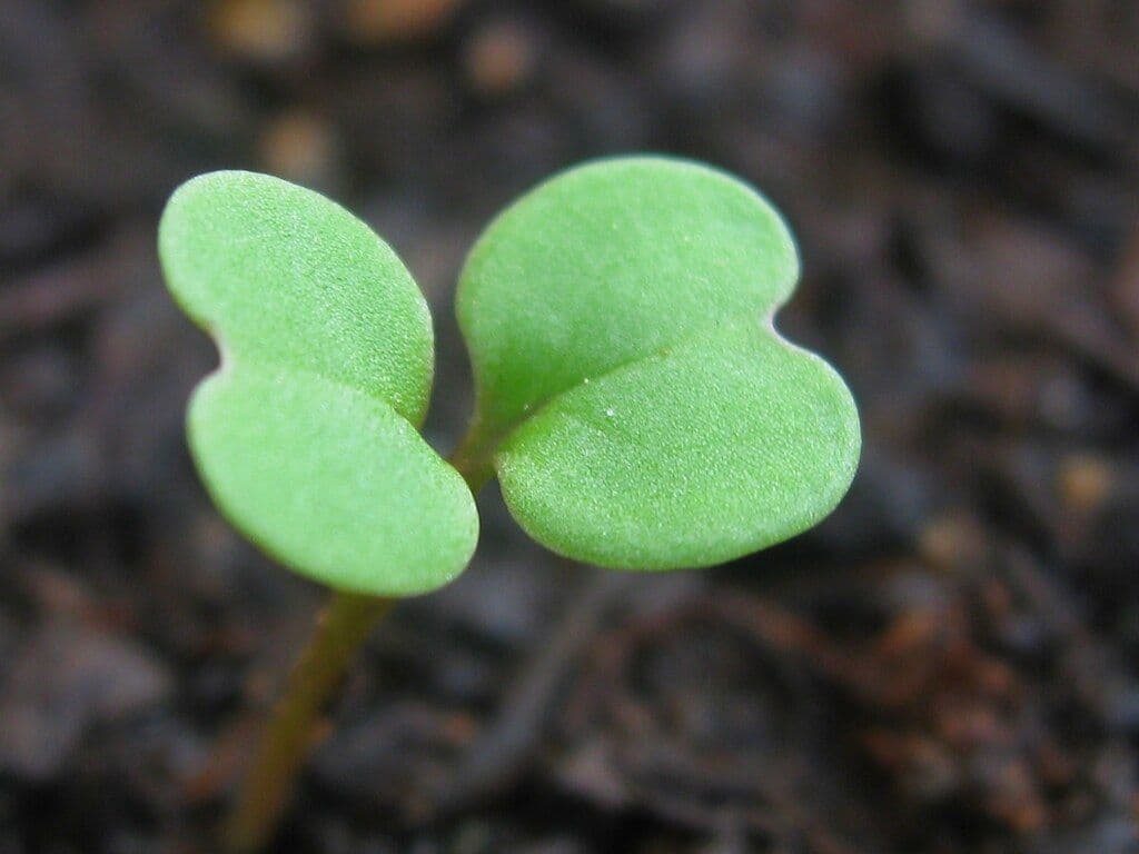 Seedling leaves sprouting from substrate