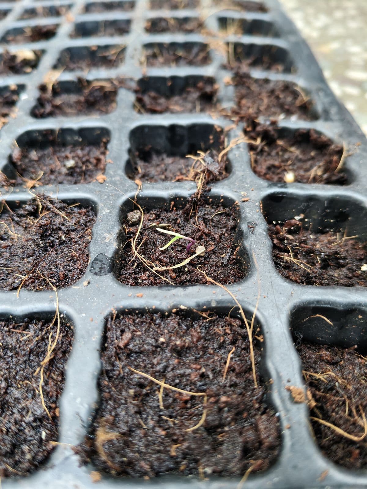 Seedling tray filled with coco peat